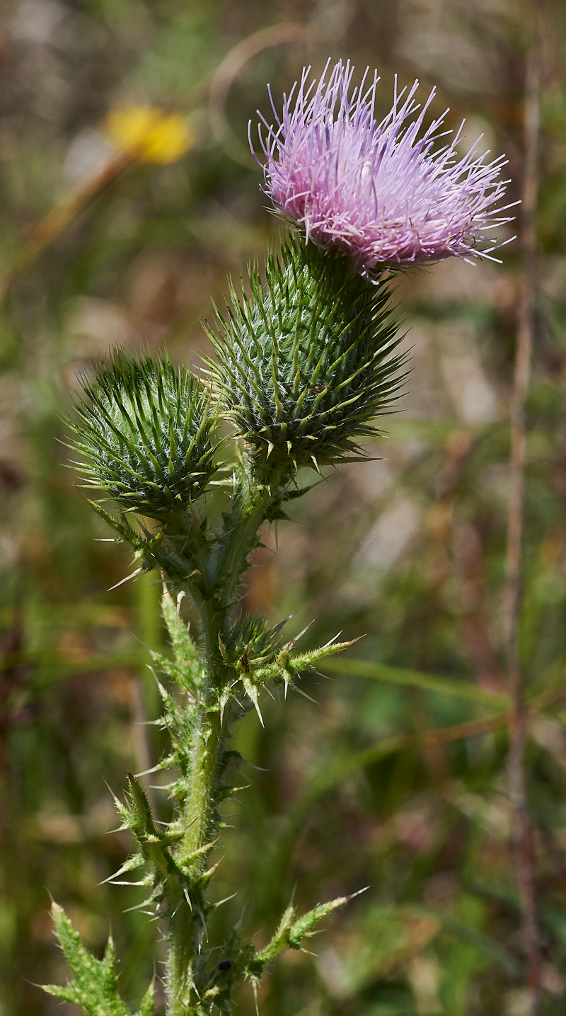 SpearThistle280717