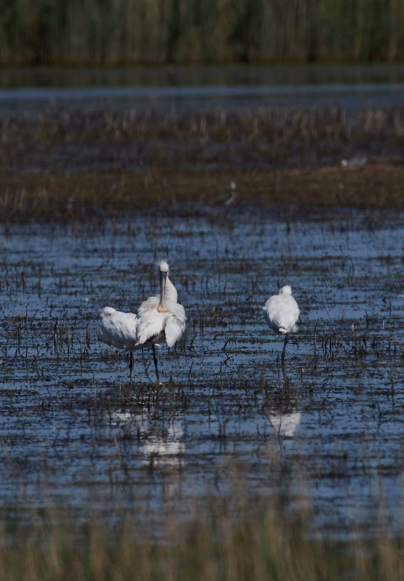 Spoonbill230517-3