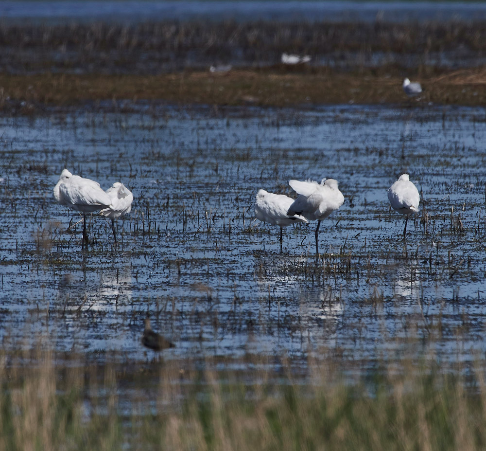 Spoonbills230517-1