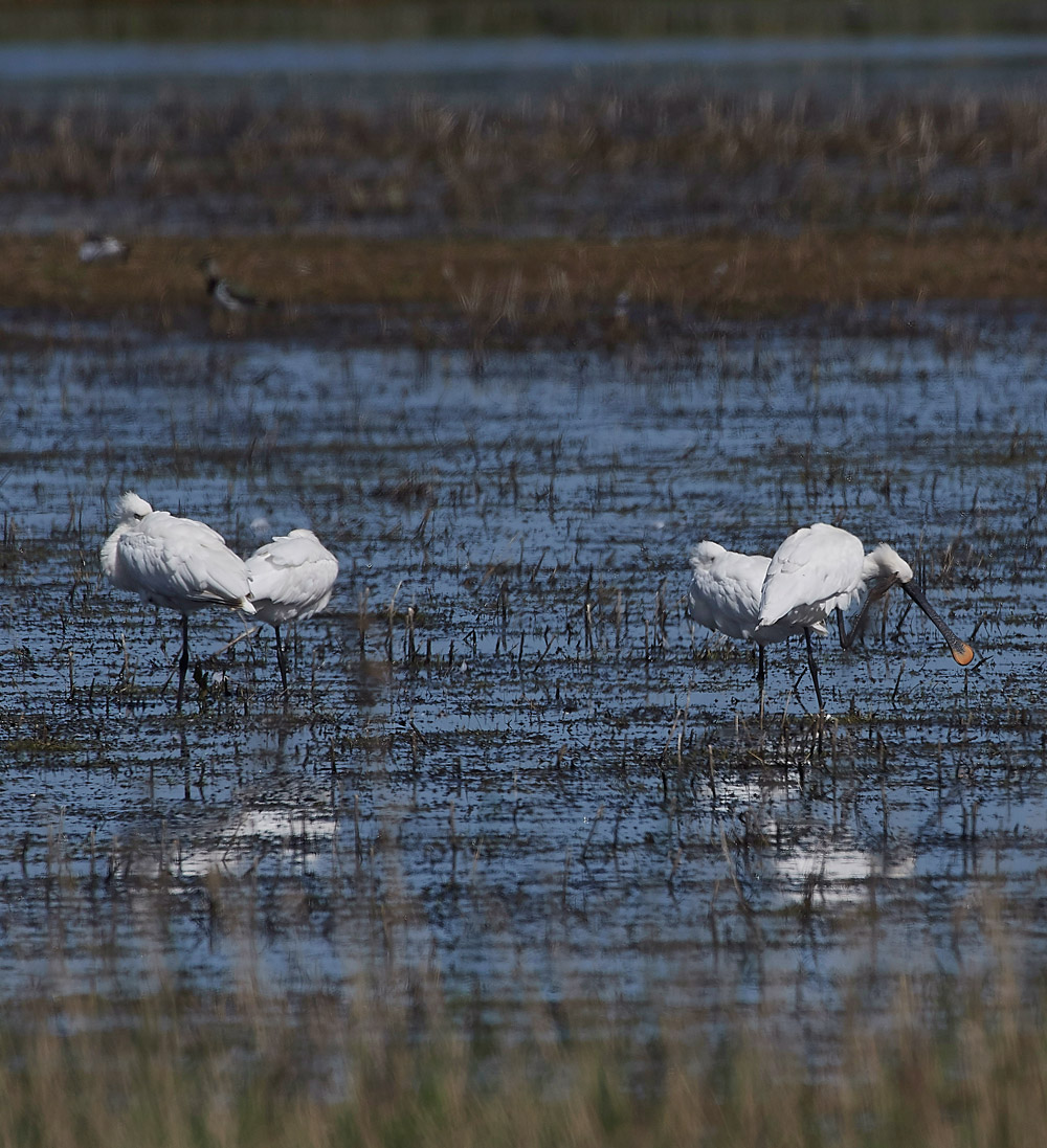 Spoonbills230517-2