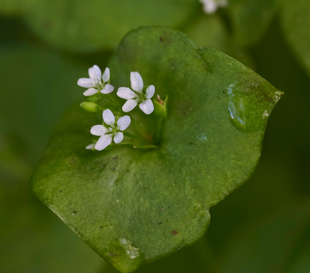 SpringBeauty250517-1