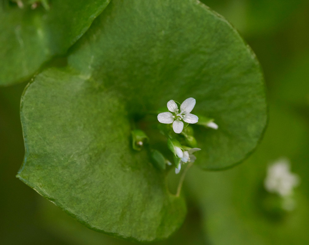 SpringBeauty250517-3