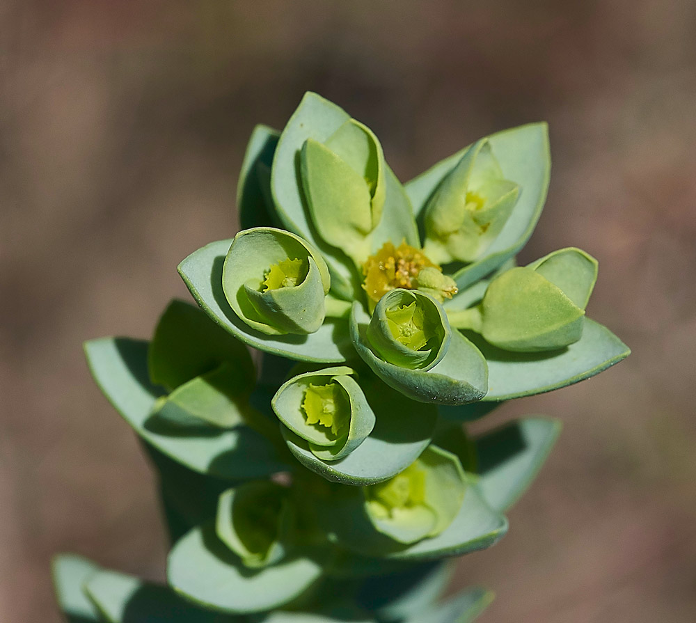 Spurge250617-1