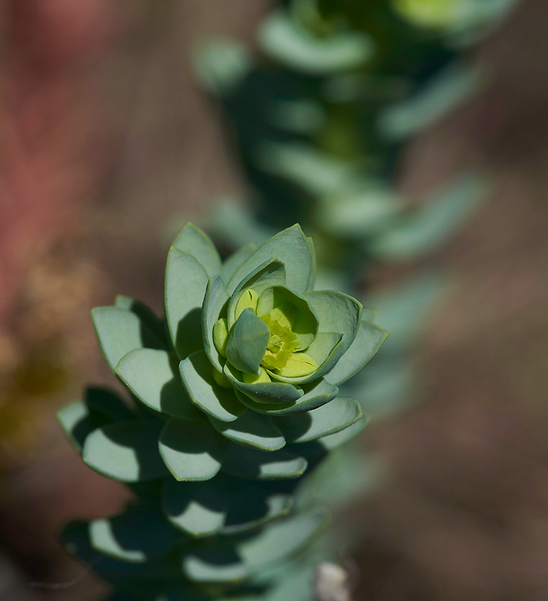 Spurge260517-2