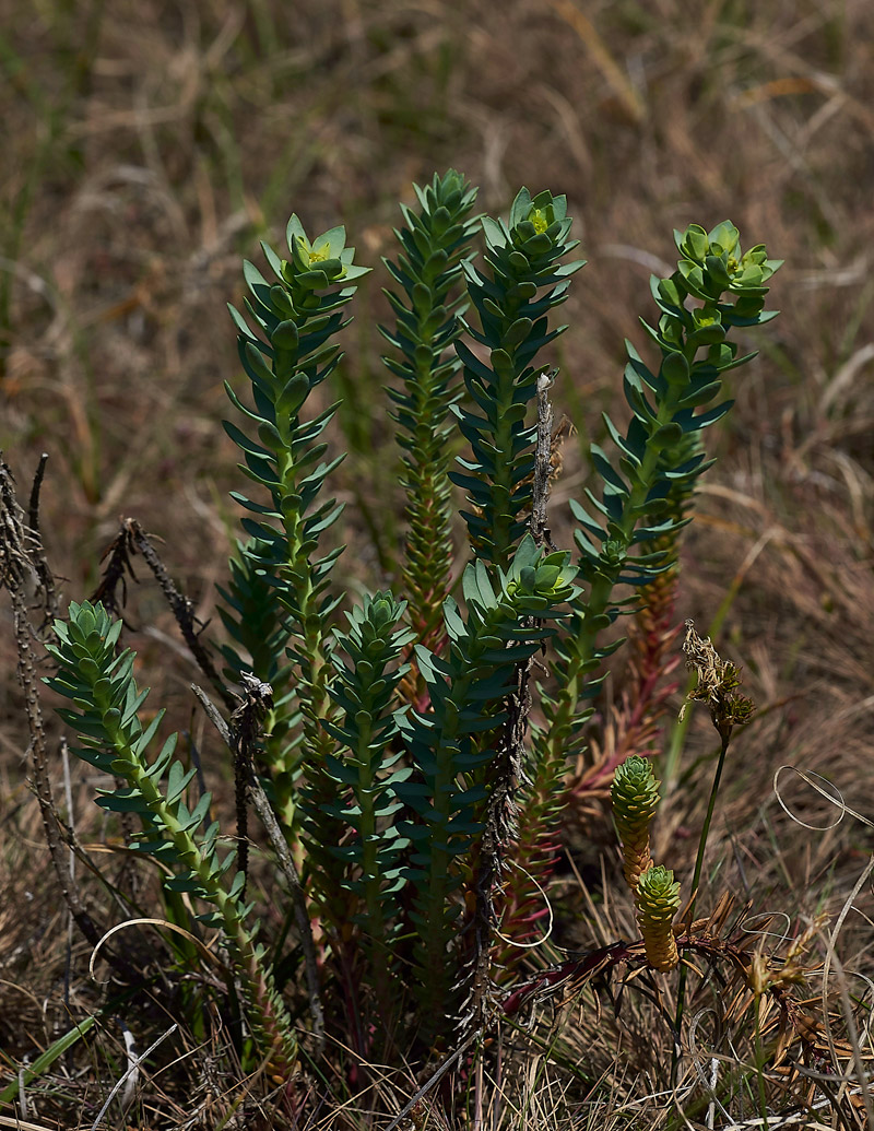 Spurge260517-4