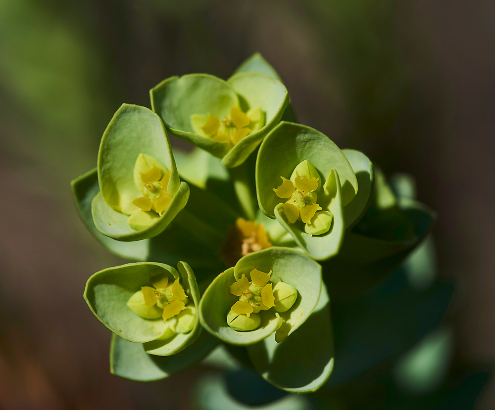 Spurge260517-7