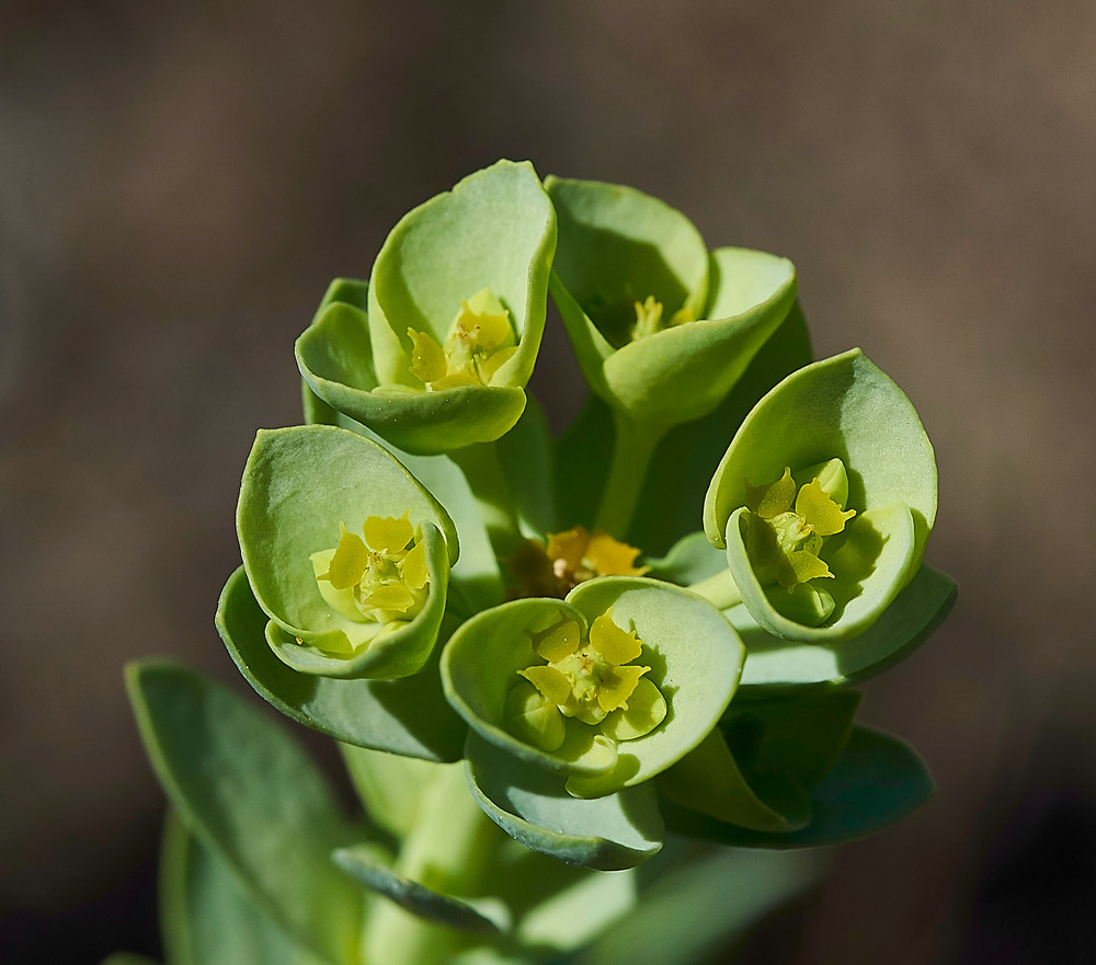 Spurge260517-8