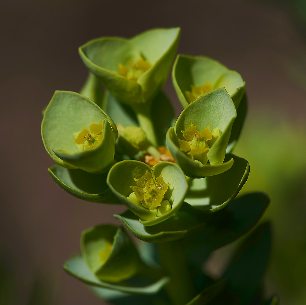 Spurge260517-9