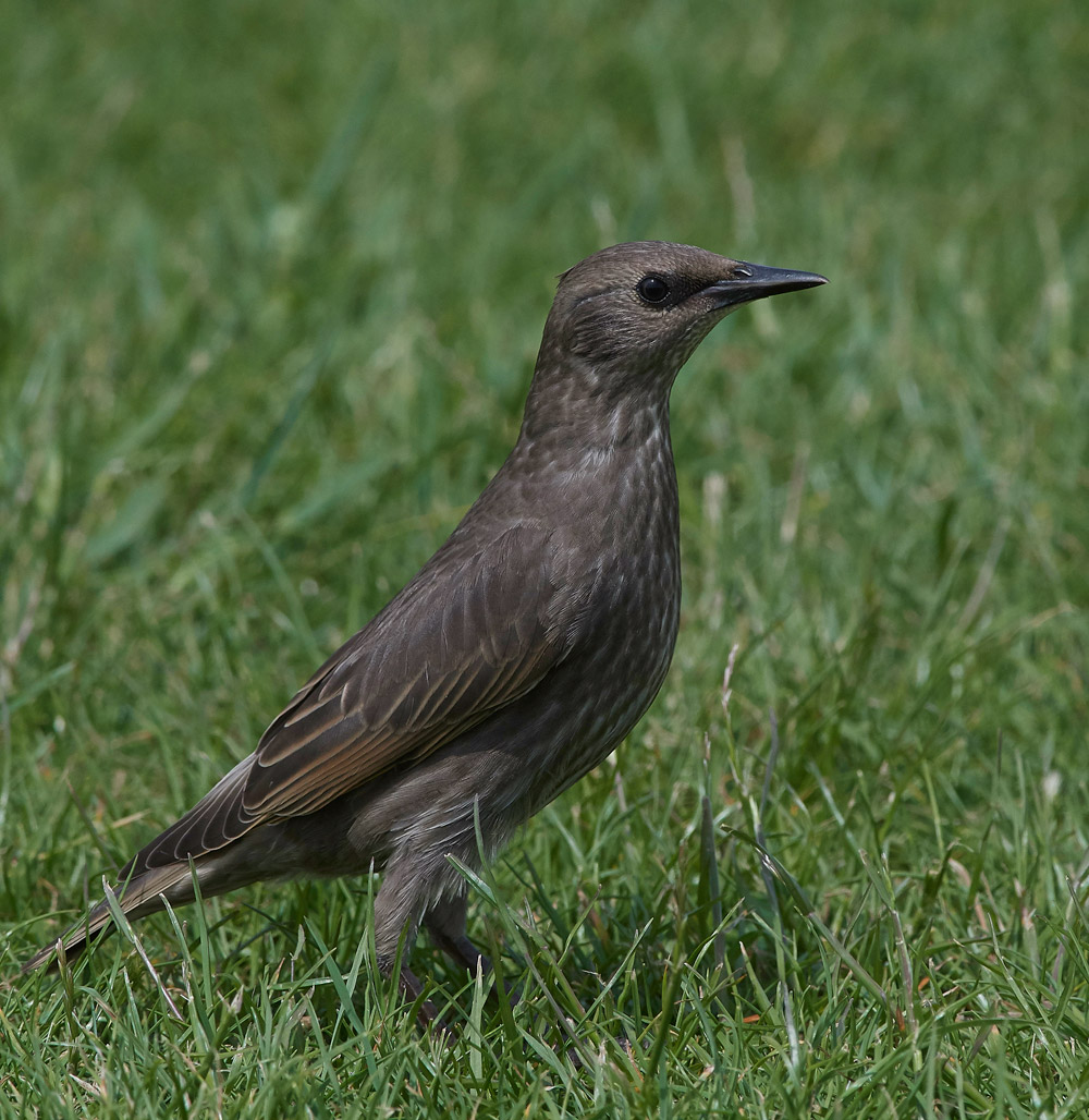 Starling020617-1