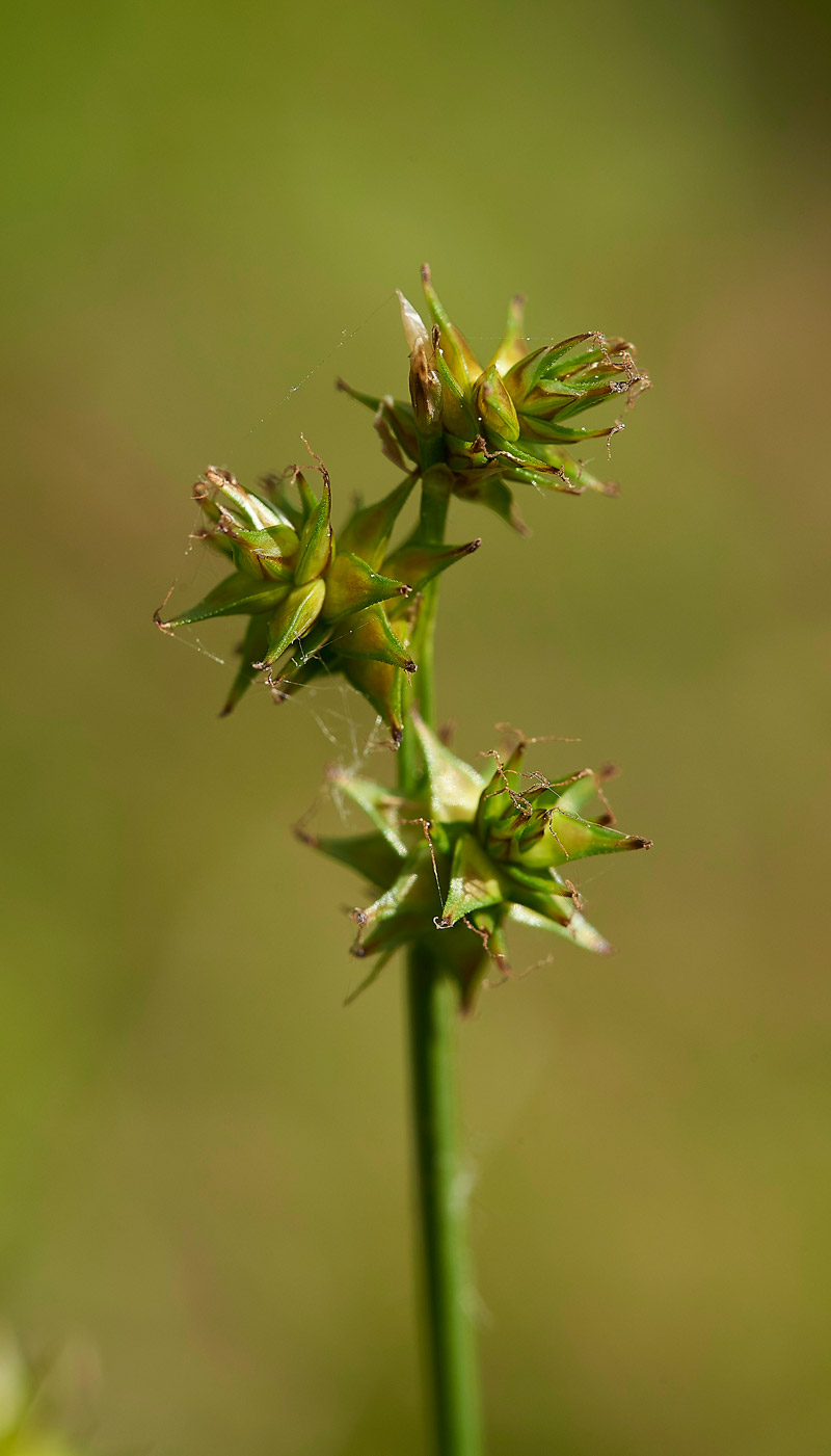 StarSedge010617-1