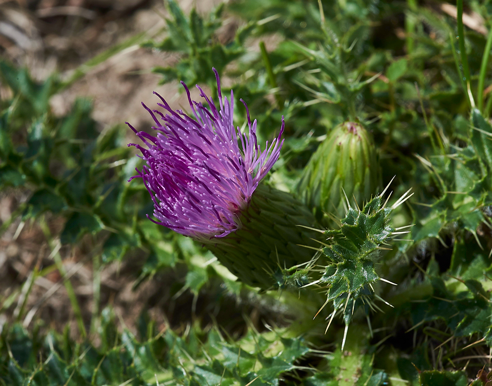 StemlessThistle260617