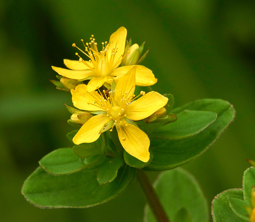 StJohn&#39;sWort230817-1