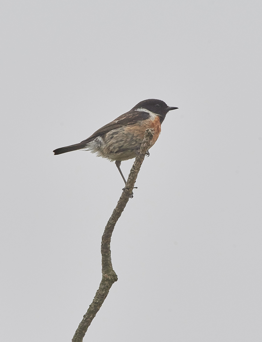 Stonechat200617-1