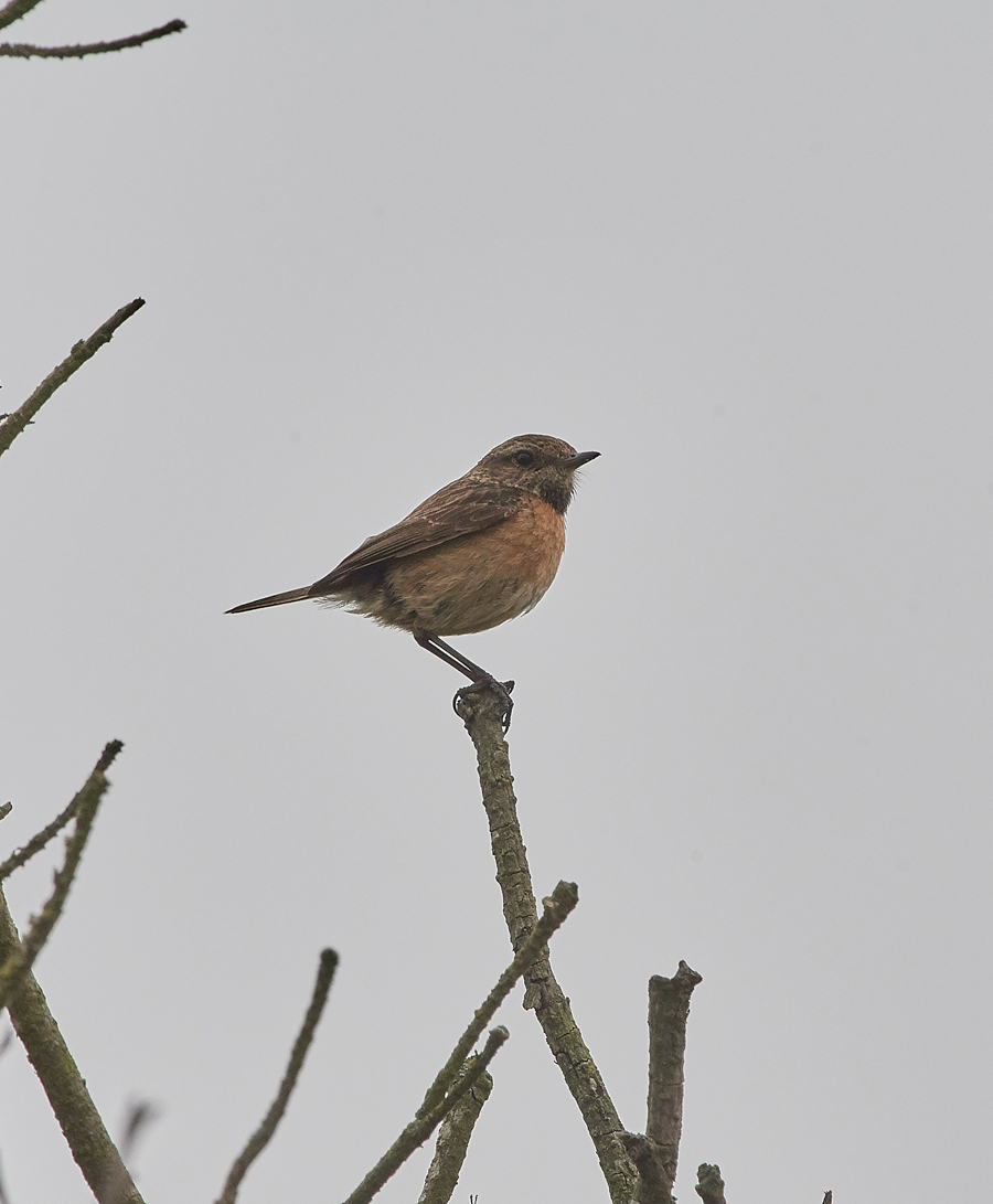 Stonechat200617-2