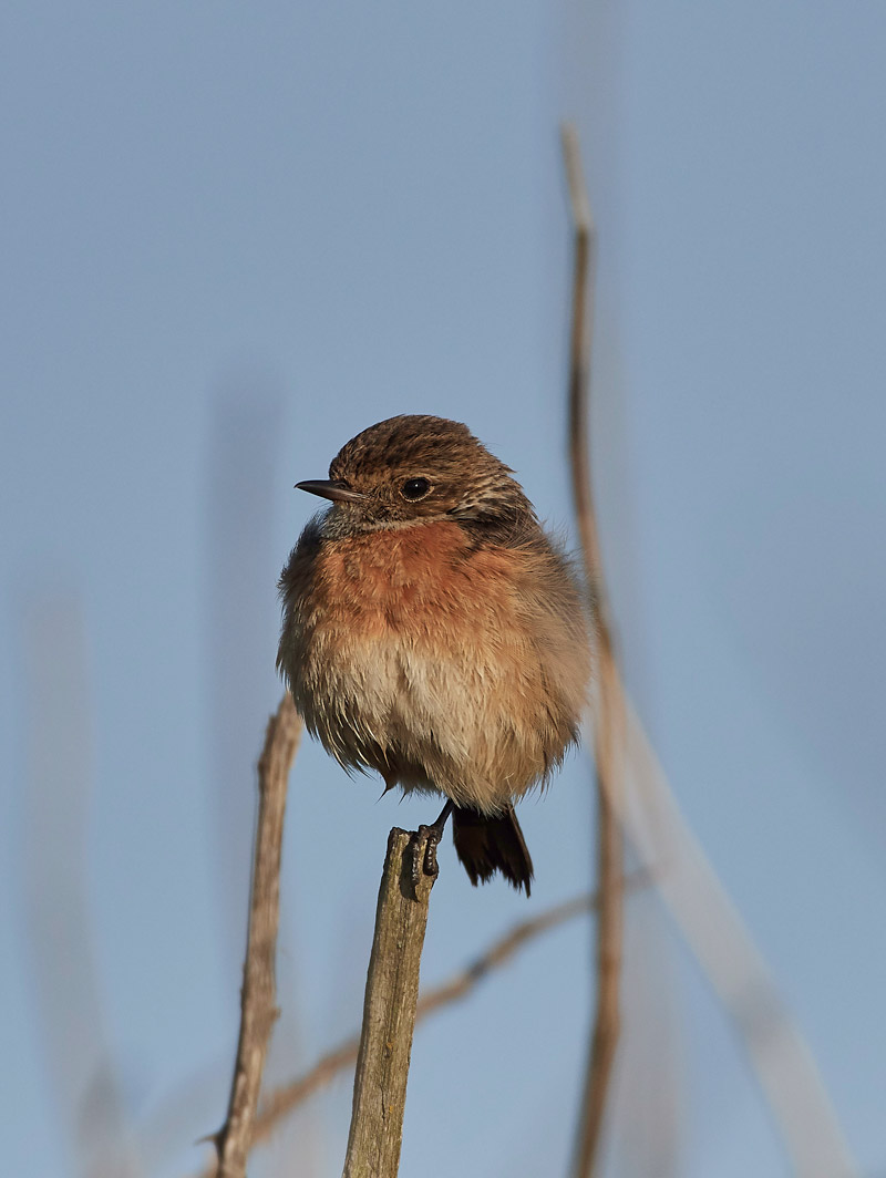 Stonechat210517-1