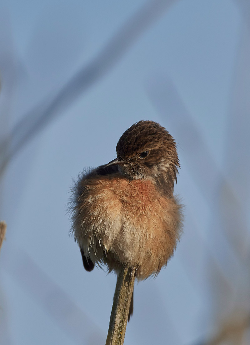 Stonechat210517-2