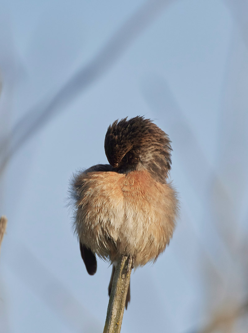 Stonechat210517-3