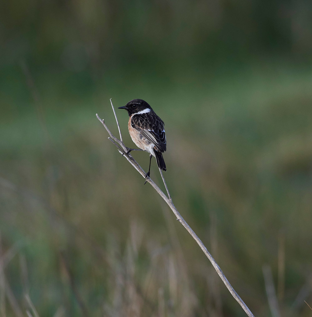 Stonechat210517-4