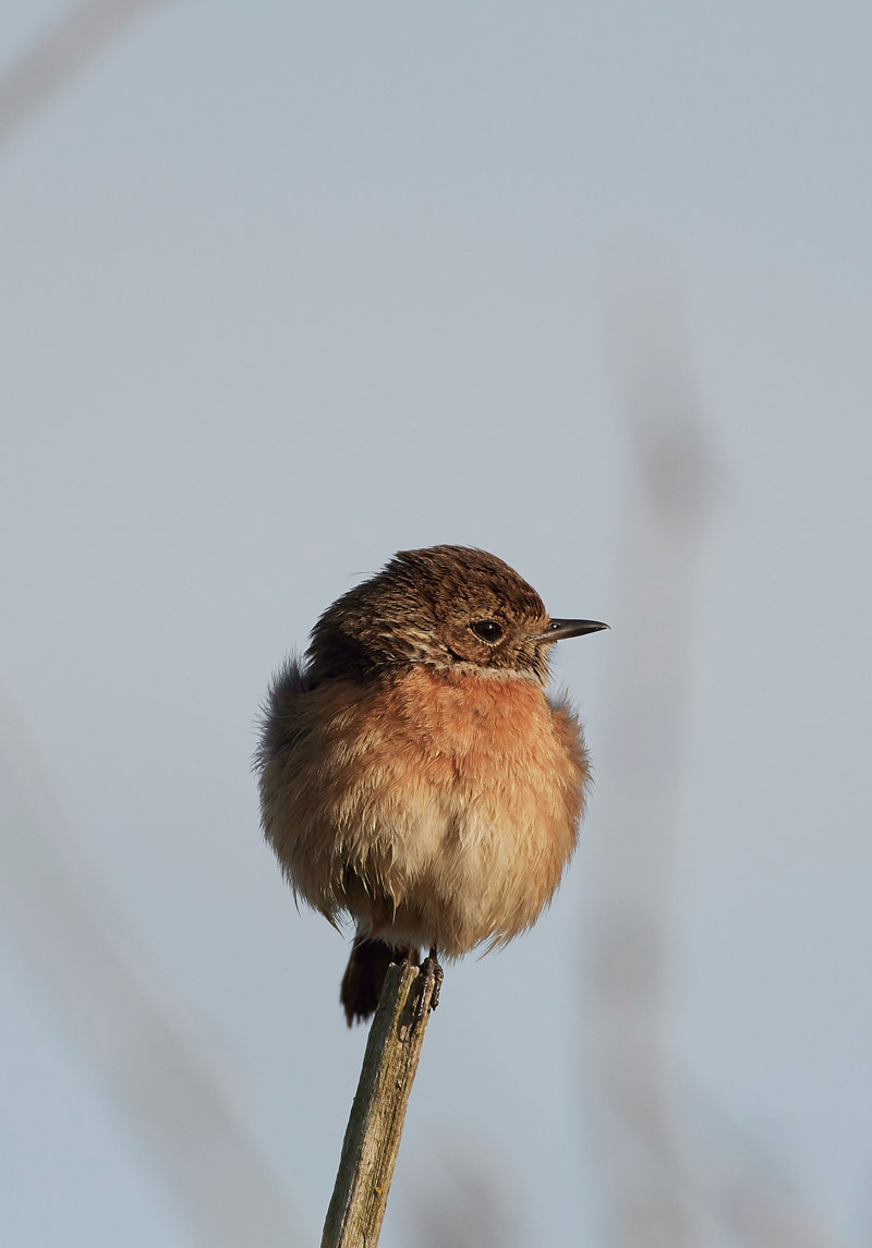 Stonechat210517-5