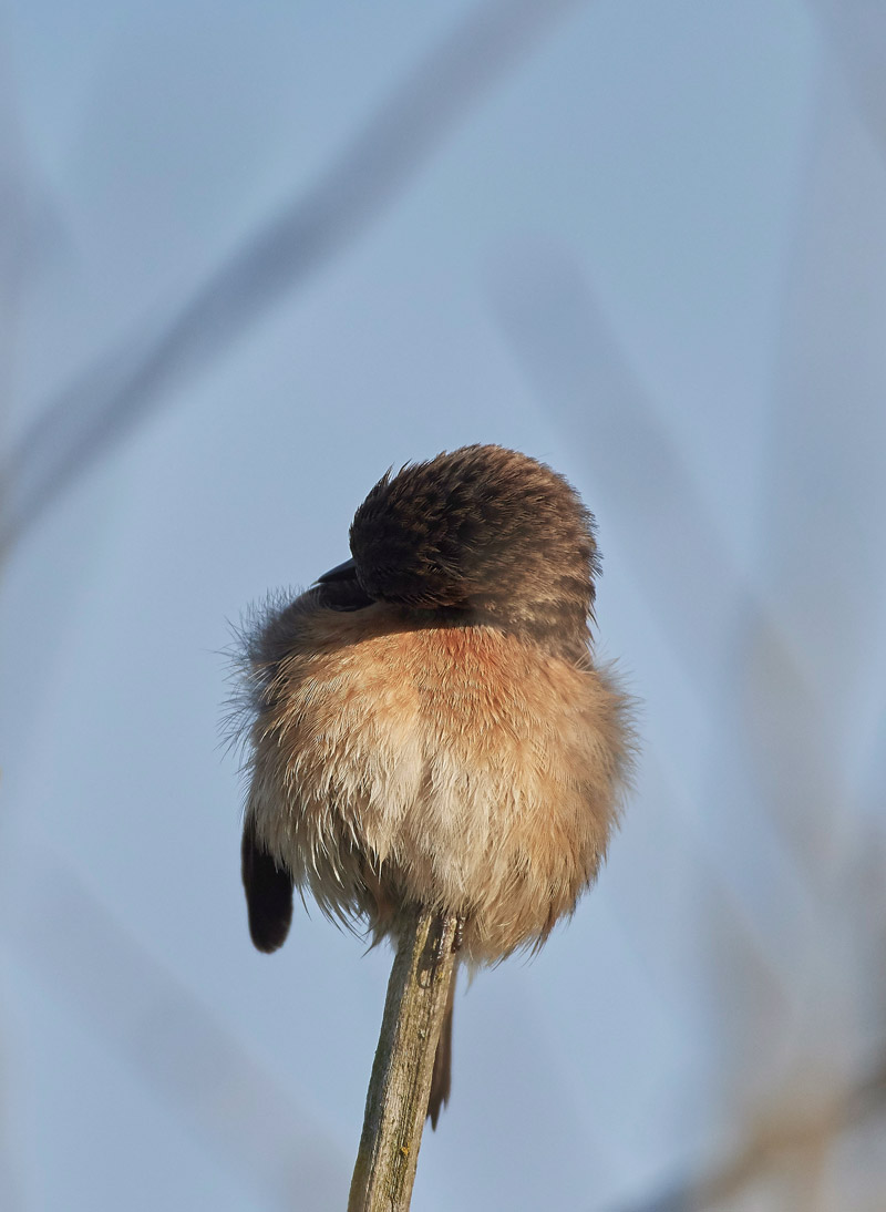 Stonechat210517-6