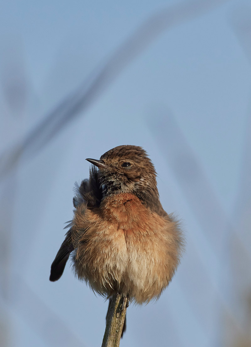 Stonechat210517-7