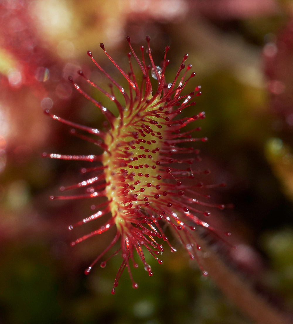 Sundew210517-1