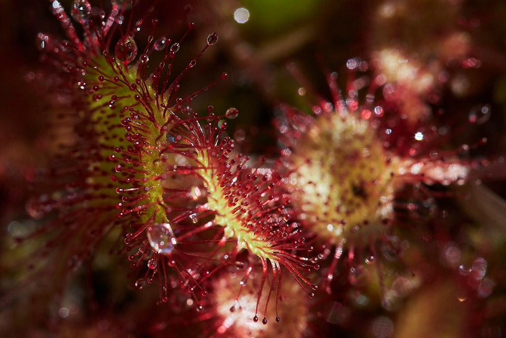 Sundew210517-2