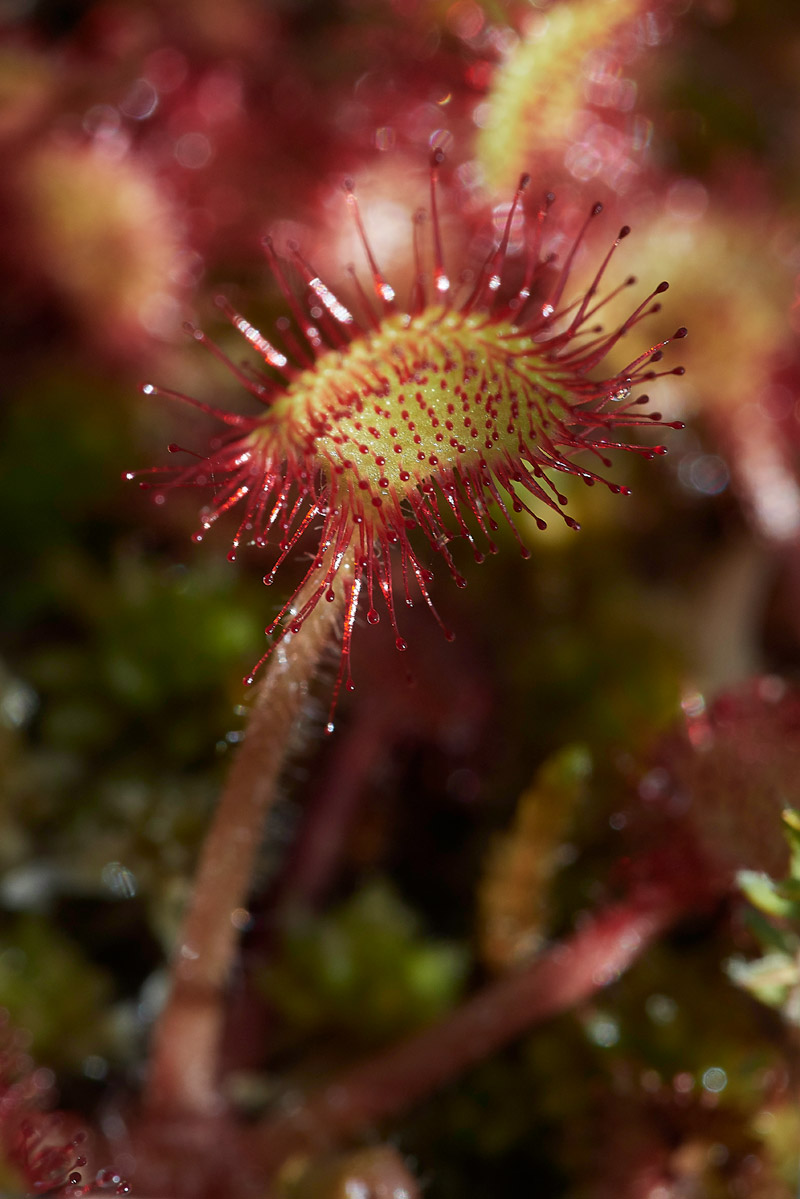 Sundew210517-3