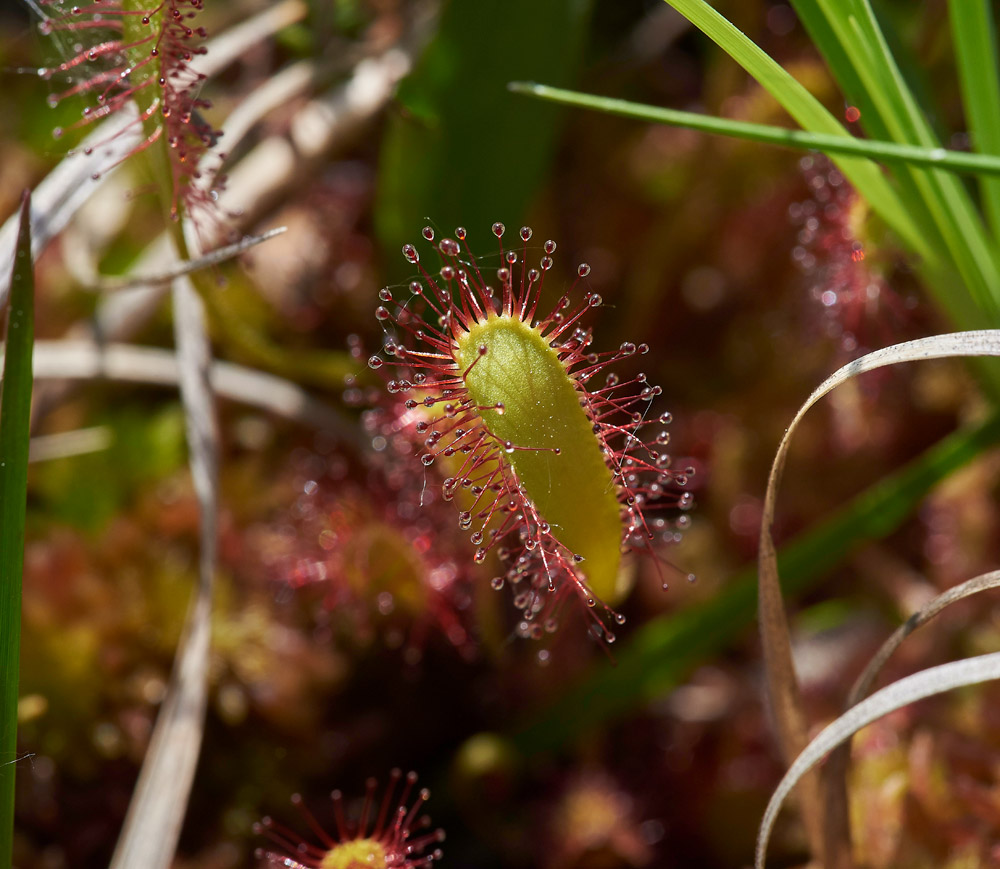 Sundew250517-1