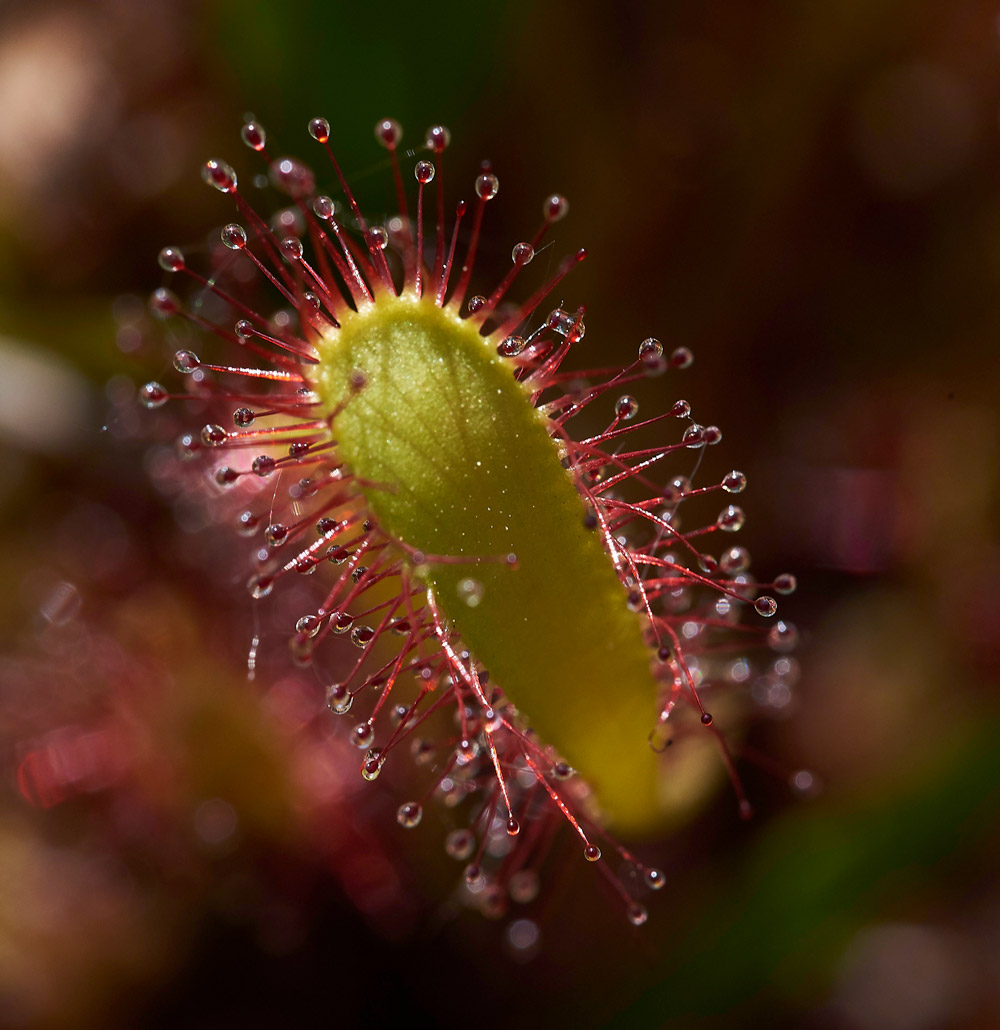 Sundew250517-2