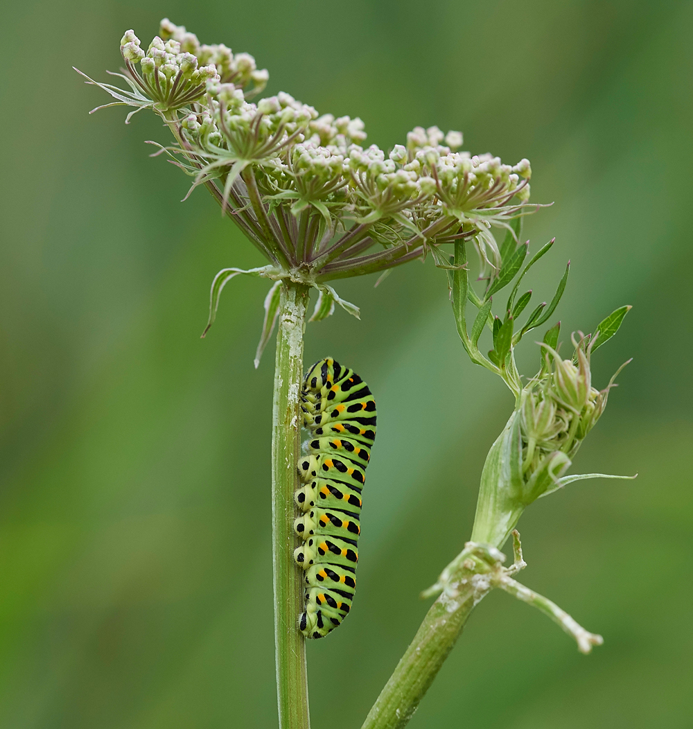 Swallowtail130717-1