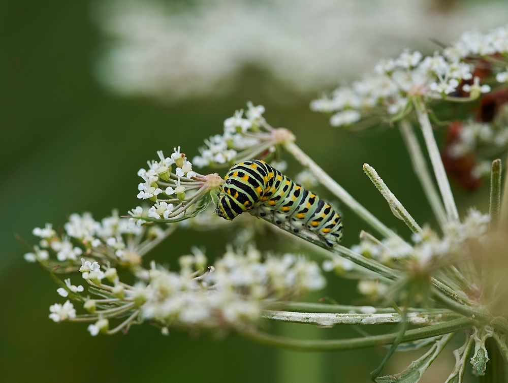 Swallowtail130717-2