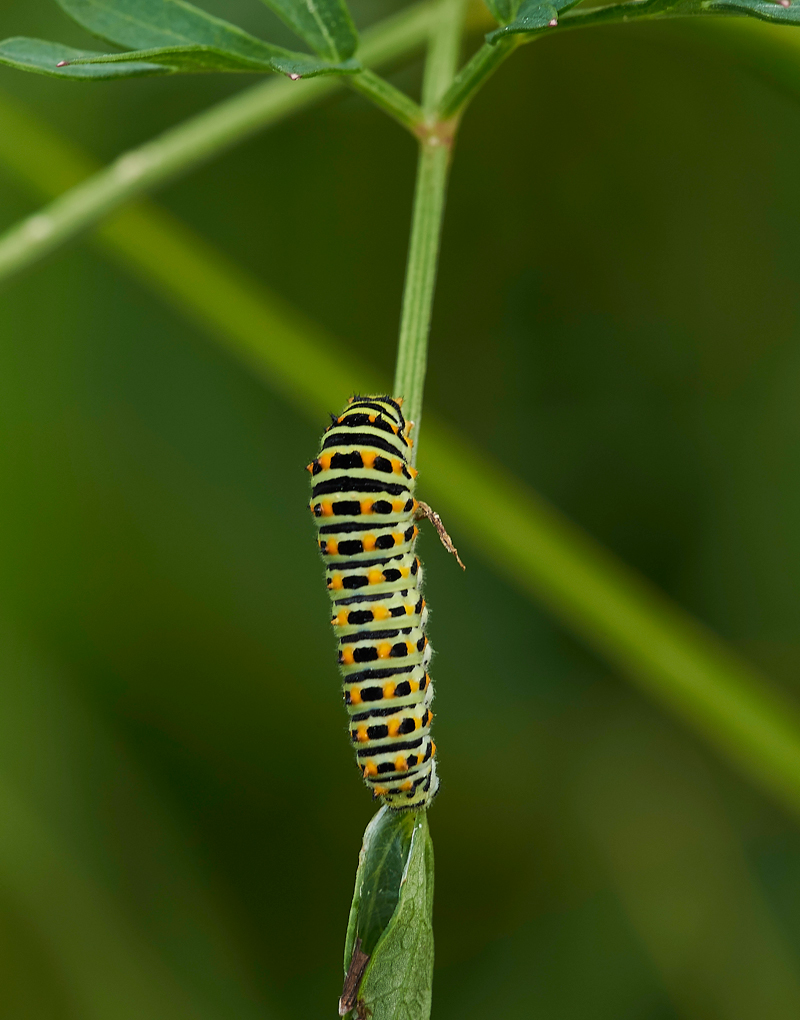 Swallowtail130717-3