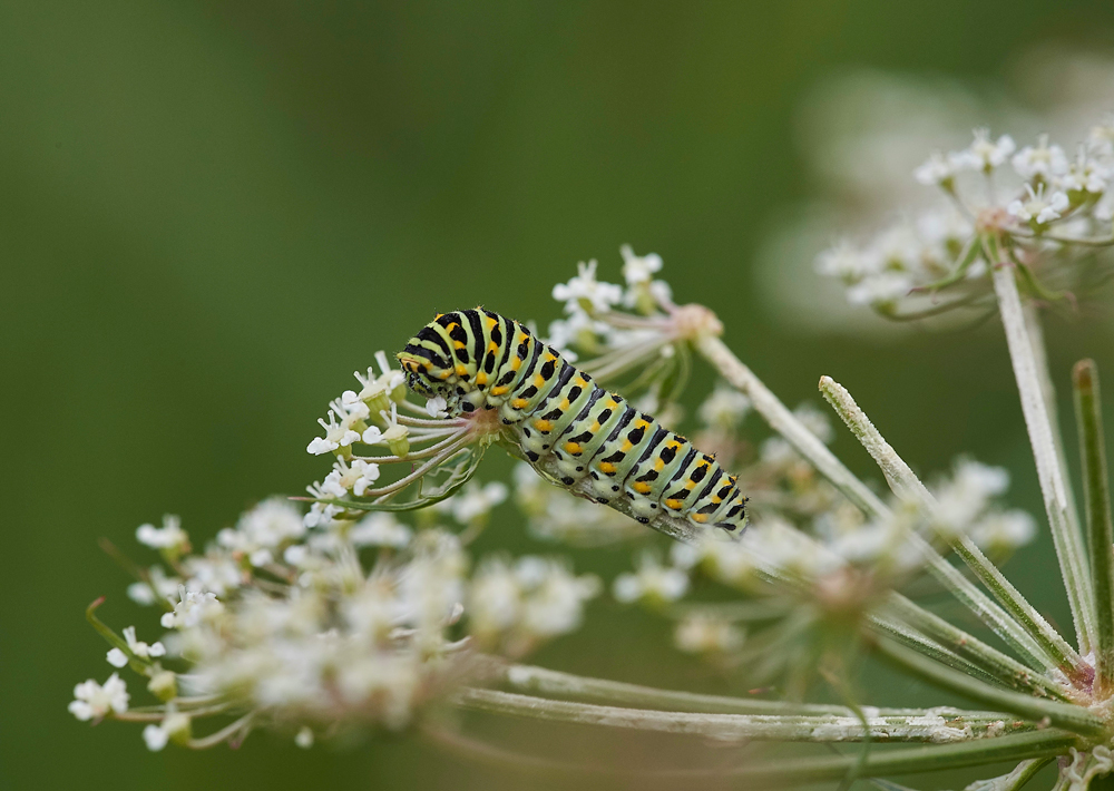 Swallowtail130717-4