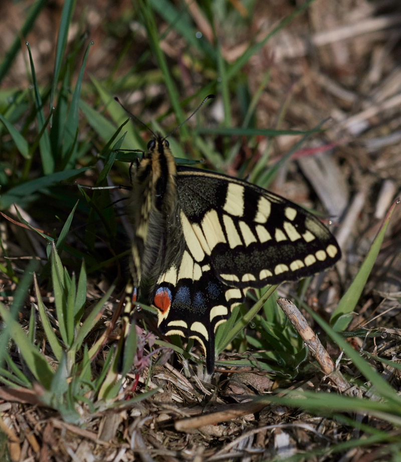 Swallowtail230517-1