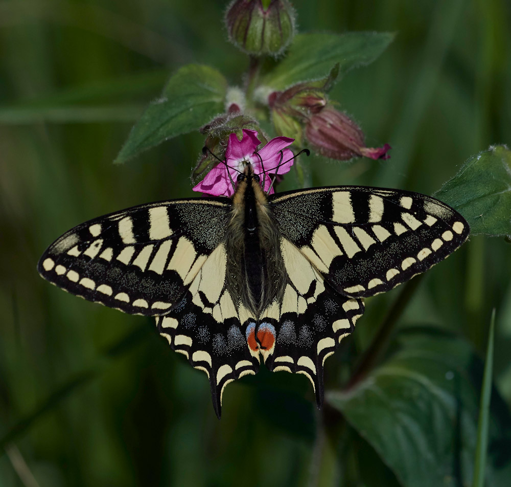 Swallowtail230517-2