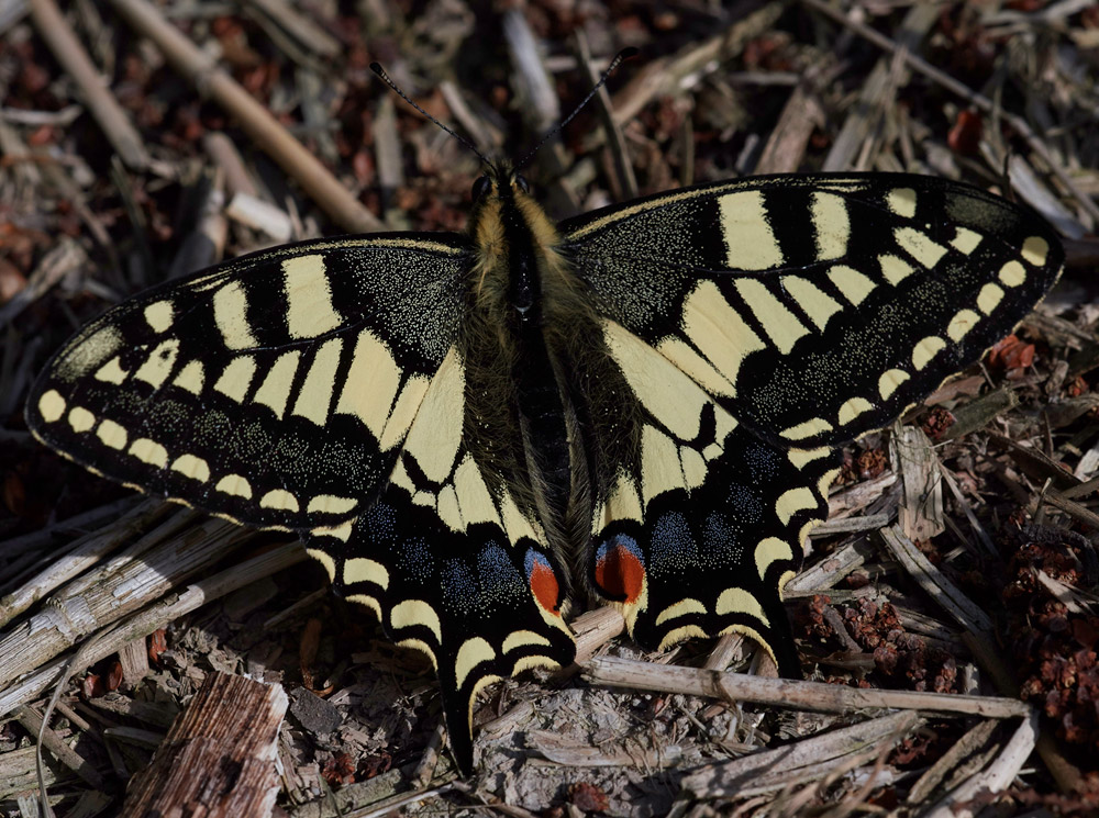 Swallowtail230517-3