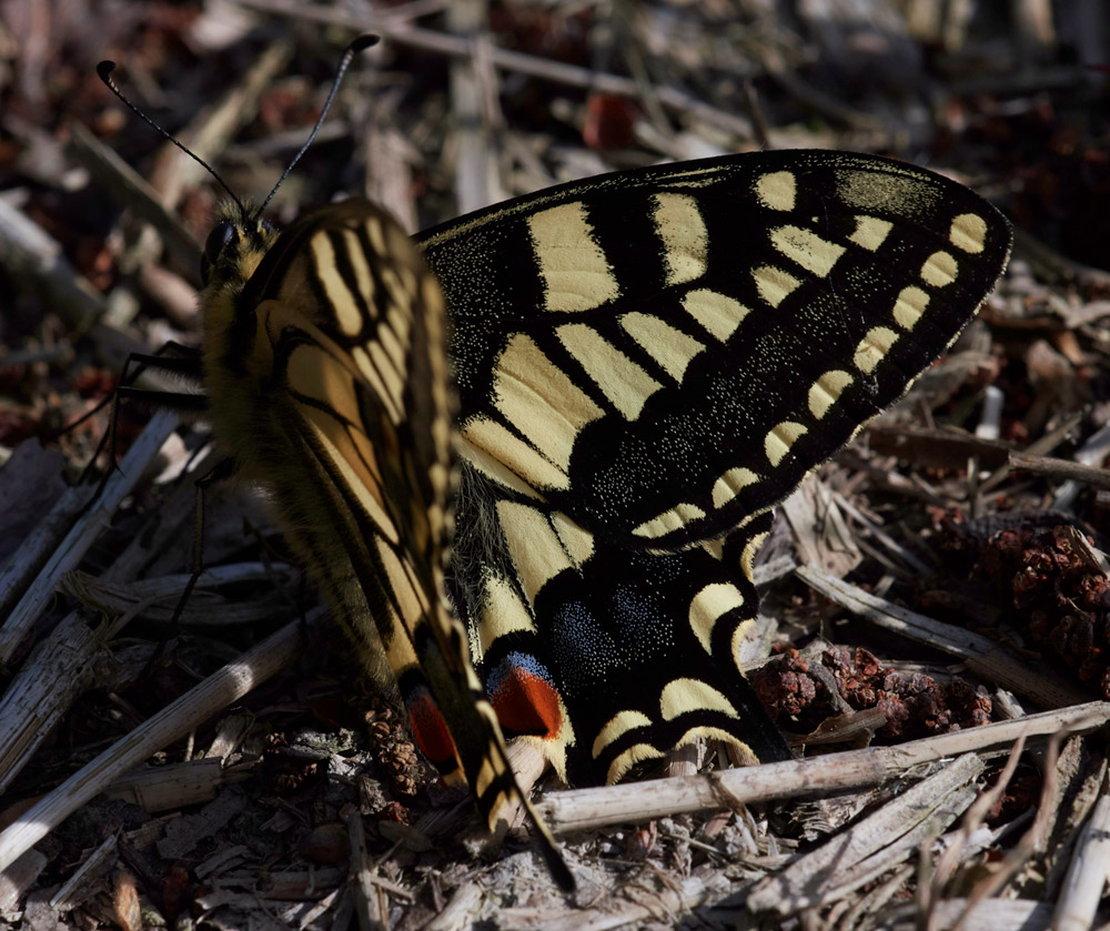 Swallowtail230517-4