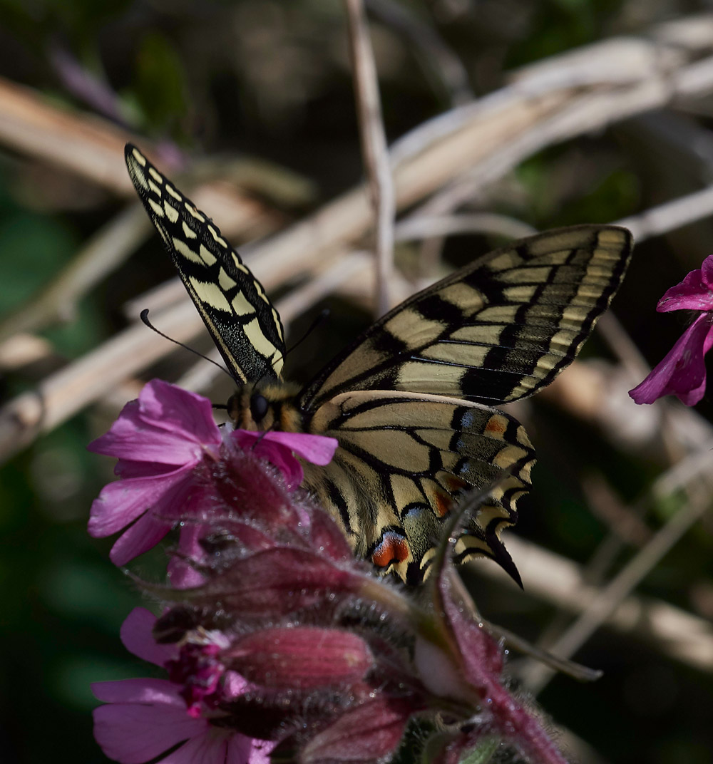 Swallowtail230517-6