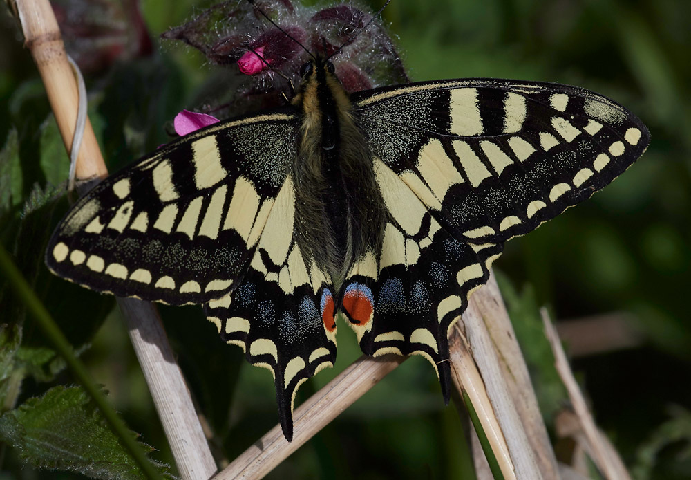 Swallowtail230517-8