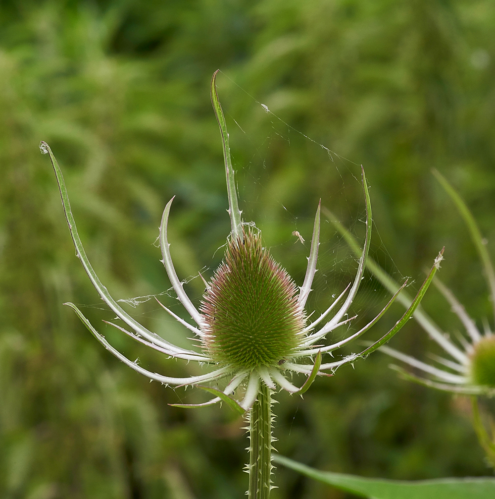 Teasel240617-1