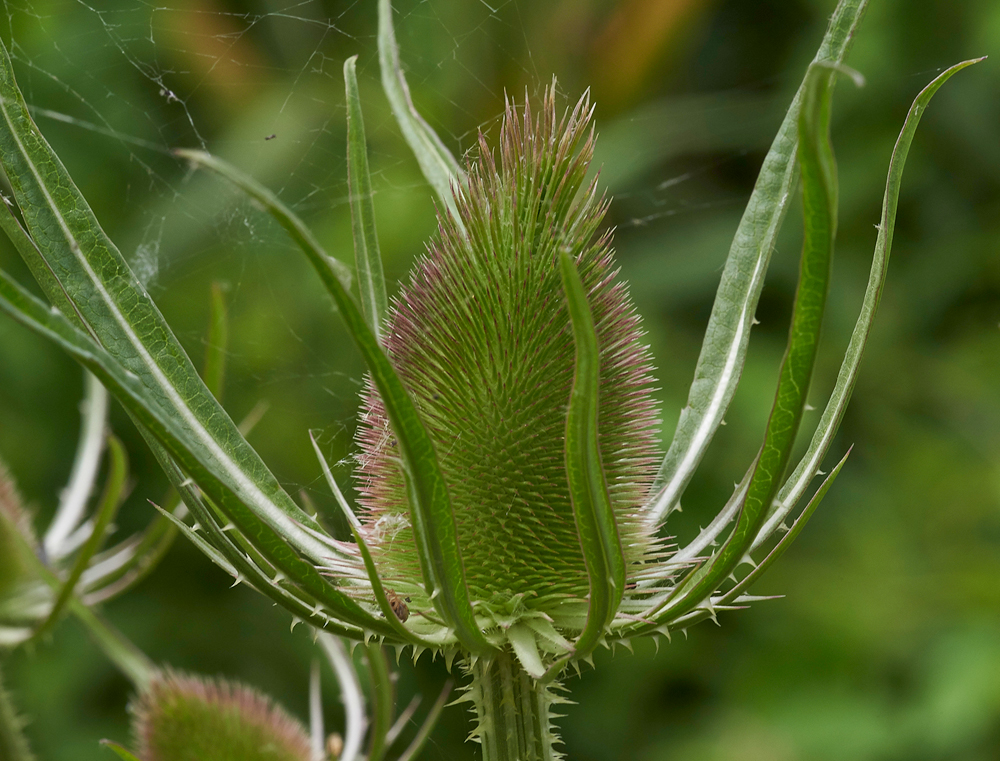 Teasel240617-3