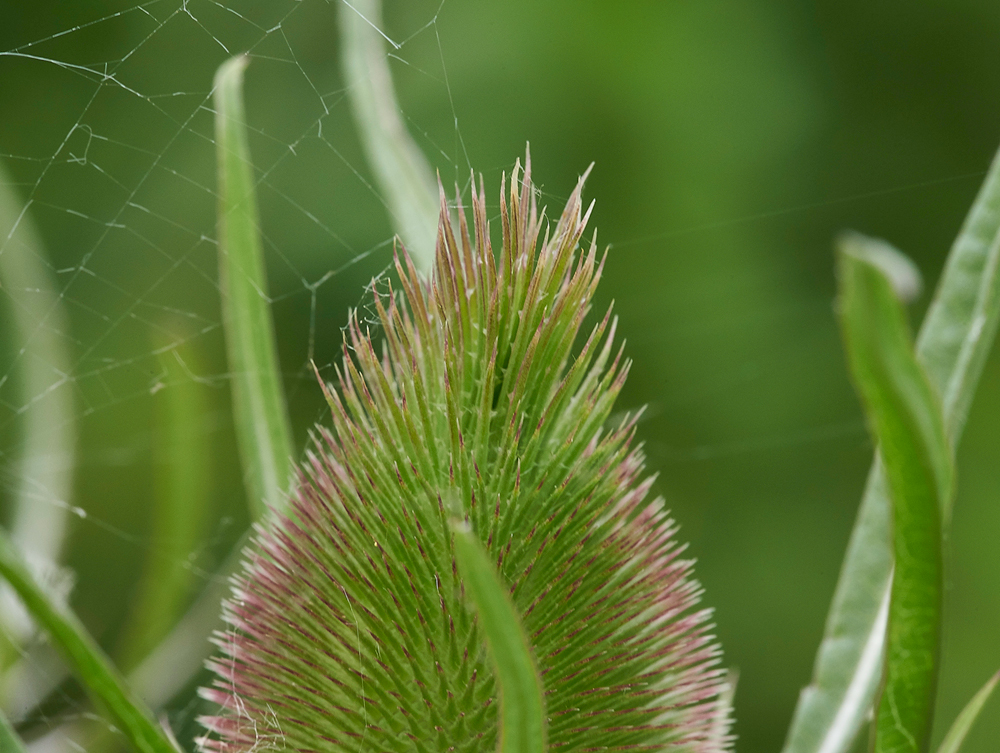 Teasel240617-4