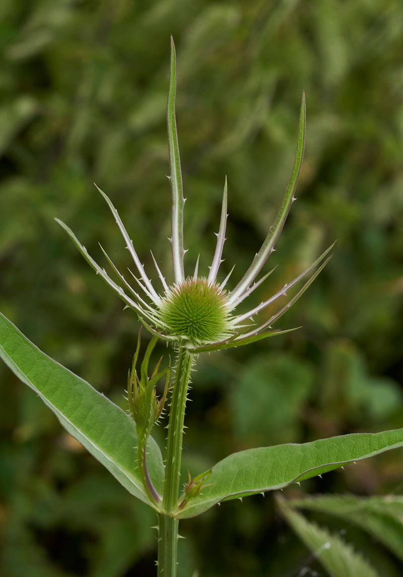 Teasel240617-5