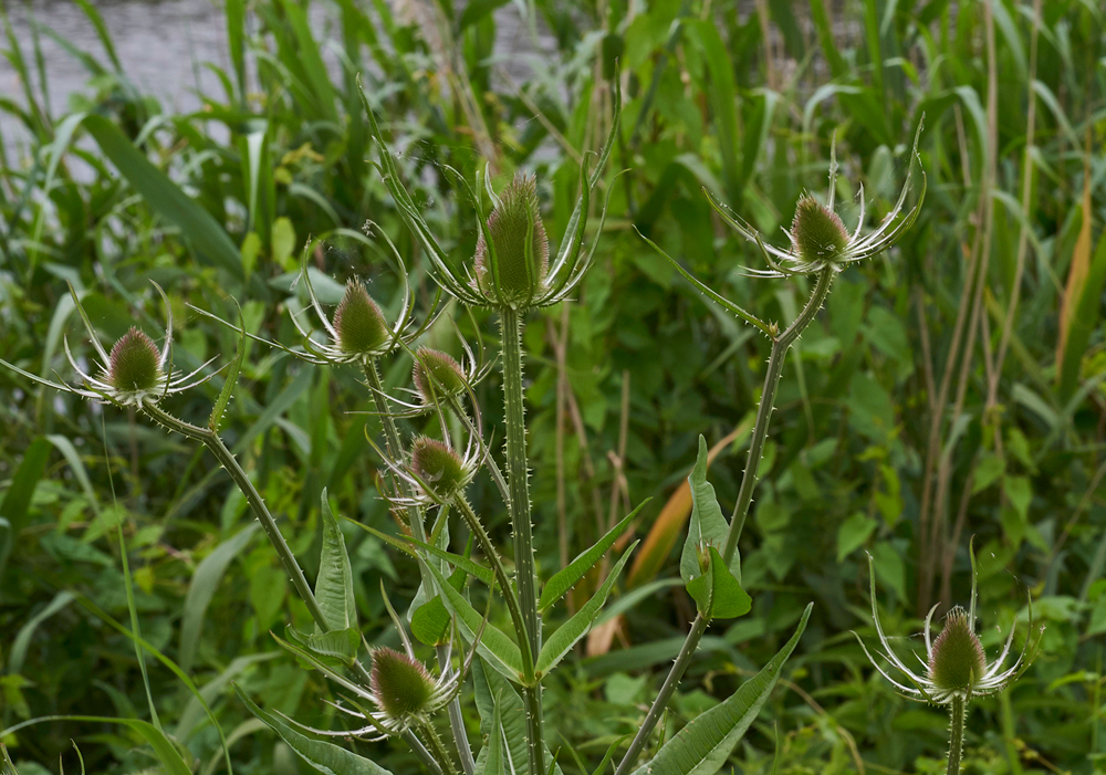 Teasel240617-6