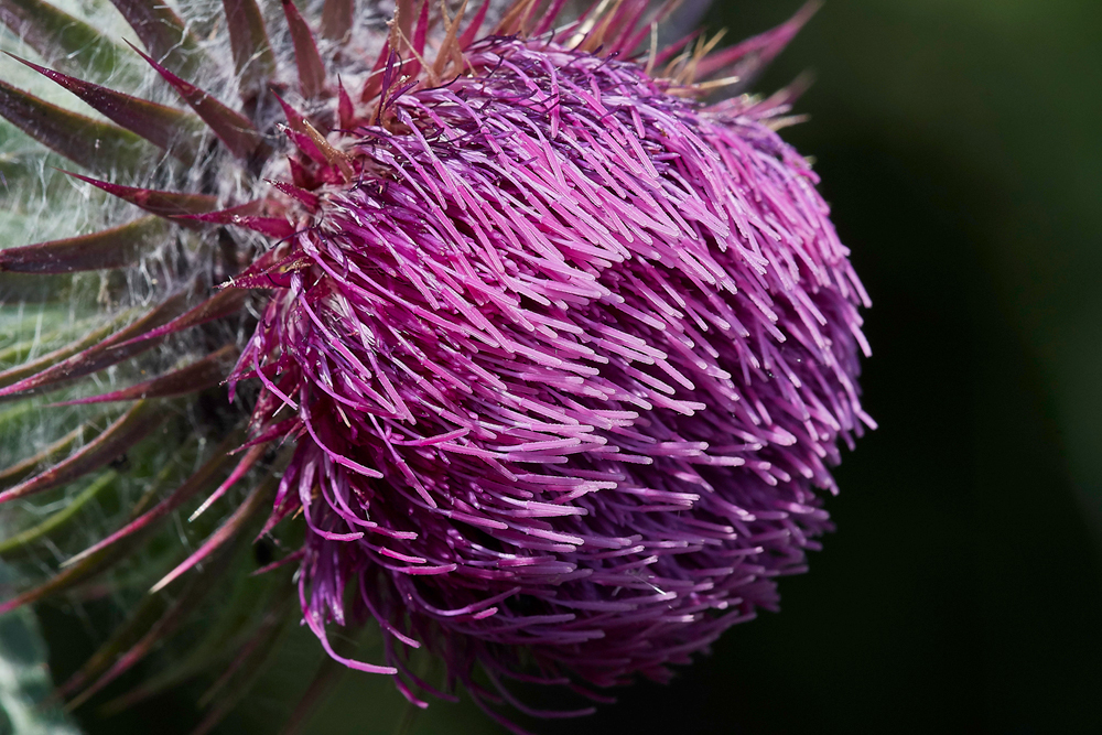 Thistle190617-1