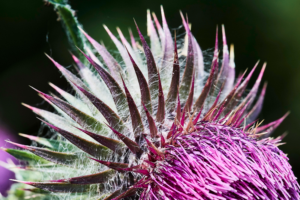 Thistle190617-2