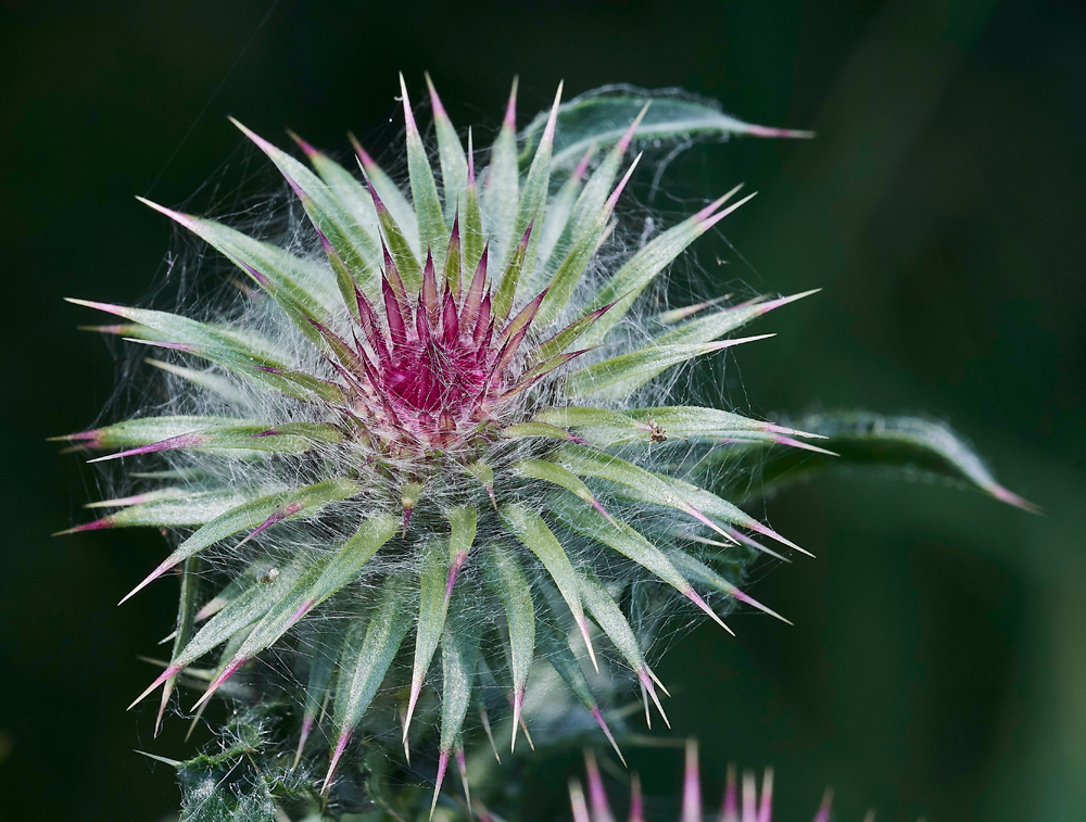 Thistle190617-3