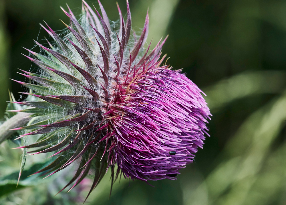 Thistle190617-4