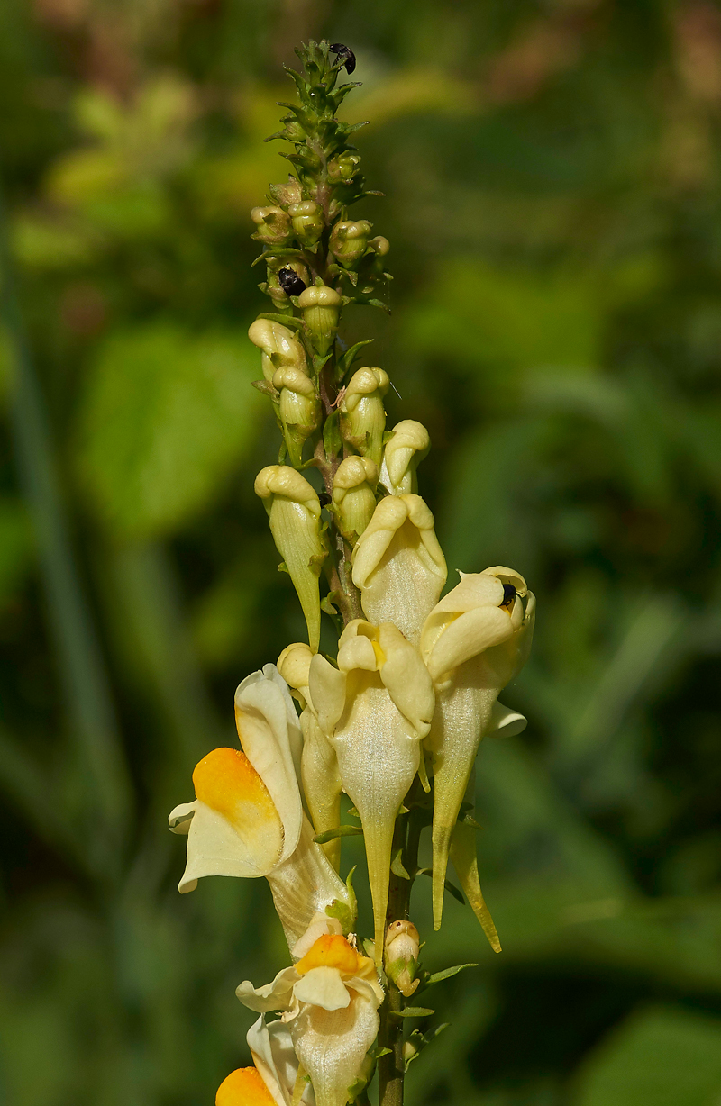 Toadflax170617-1